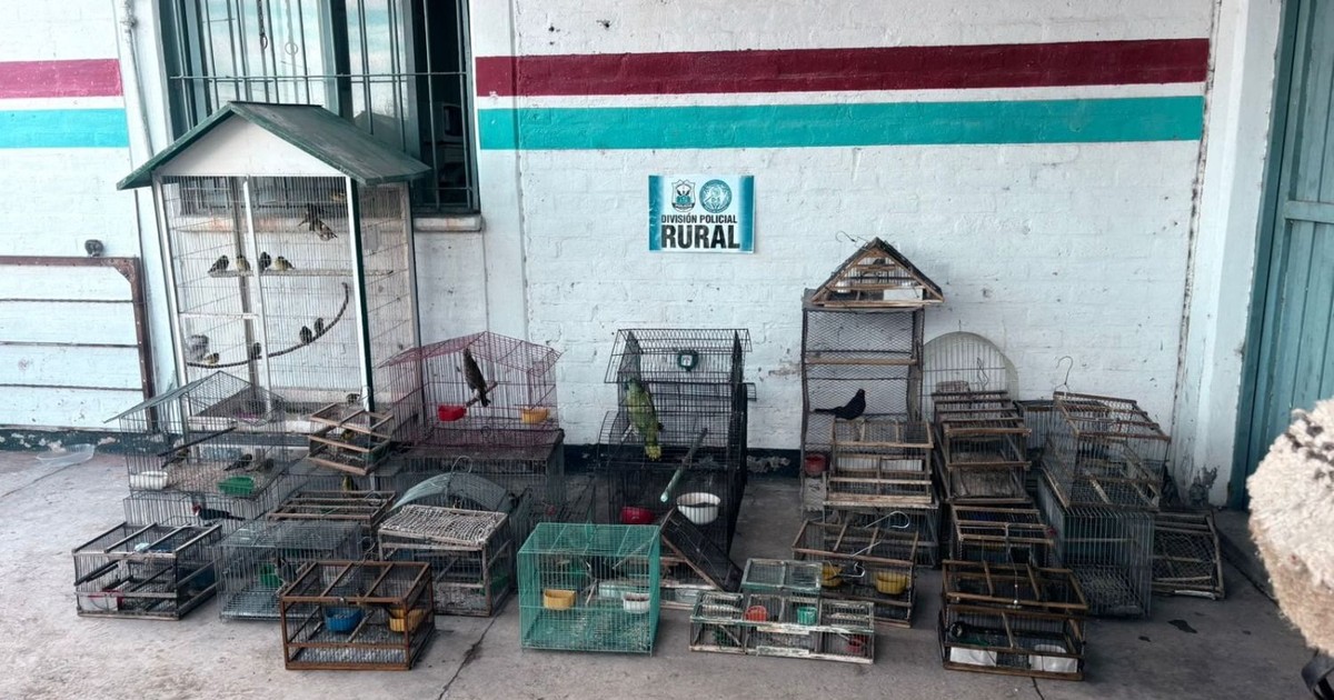 Aves silvestres rescatadas por la Policia Rural durante dos allanamientos en Pocito