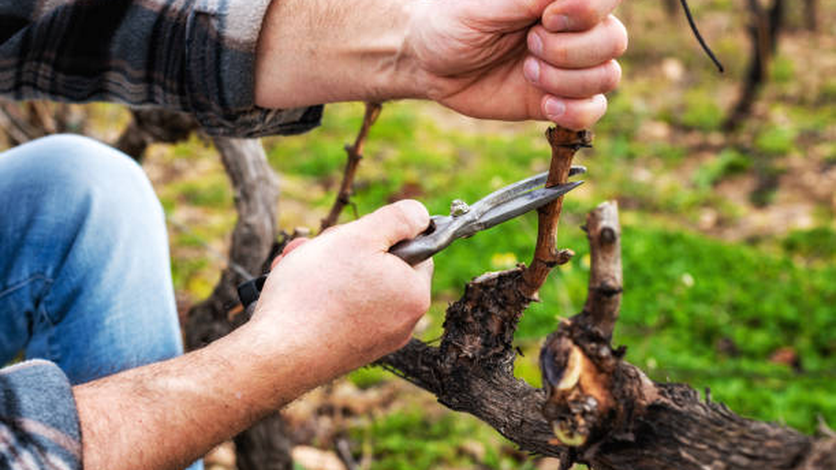 Imagen de una finca sanjuanina usada para informar la nueva linea de creditos para poda
