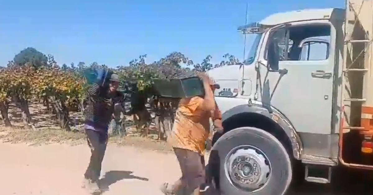 Viñedos sanjuaninos en medio de la discusión por el precio de la uva