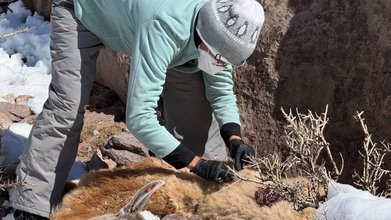 Personal examina un guanaco durante el relevamiento en un sector nevado de la cordillera