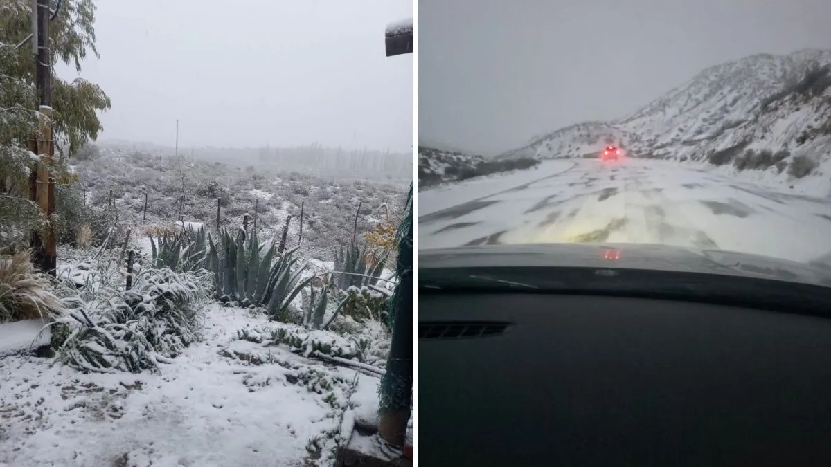 Composición de fotografías con vegetación nevada y una ruta cubierta de nieve en San Juan