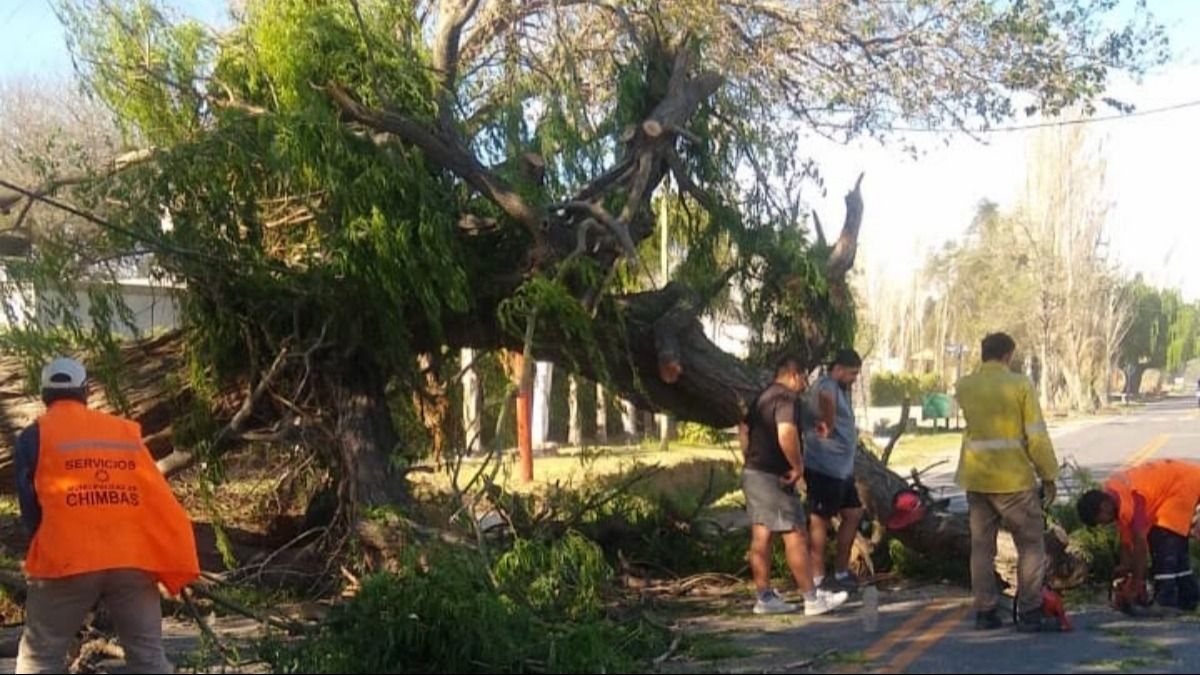 Chimbas trabaja para liberar Av. Benavídez tras la caída de un árbol