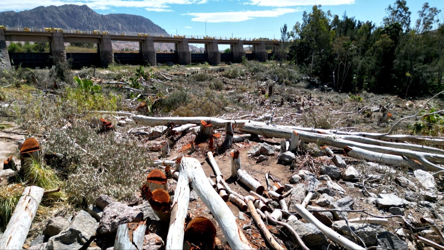 Troncos cortados en el cauce del río San Juan, frente a las compuertas del dique.