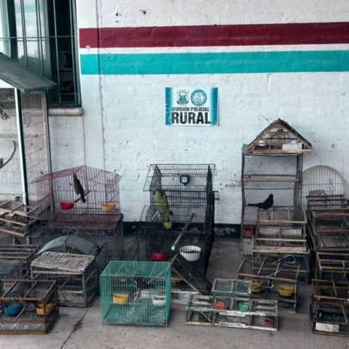 Aves silvestres rescatadas por la Policia Rural durante dos allanamientos en Pocito