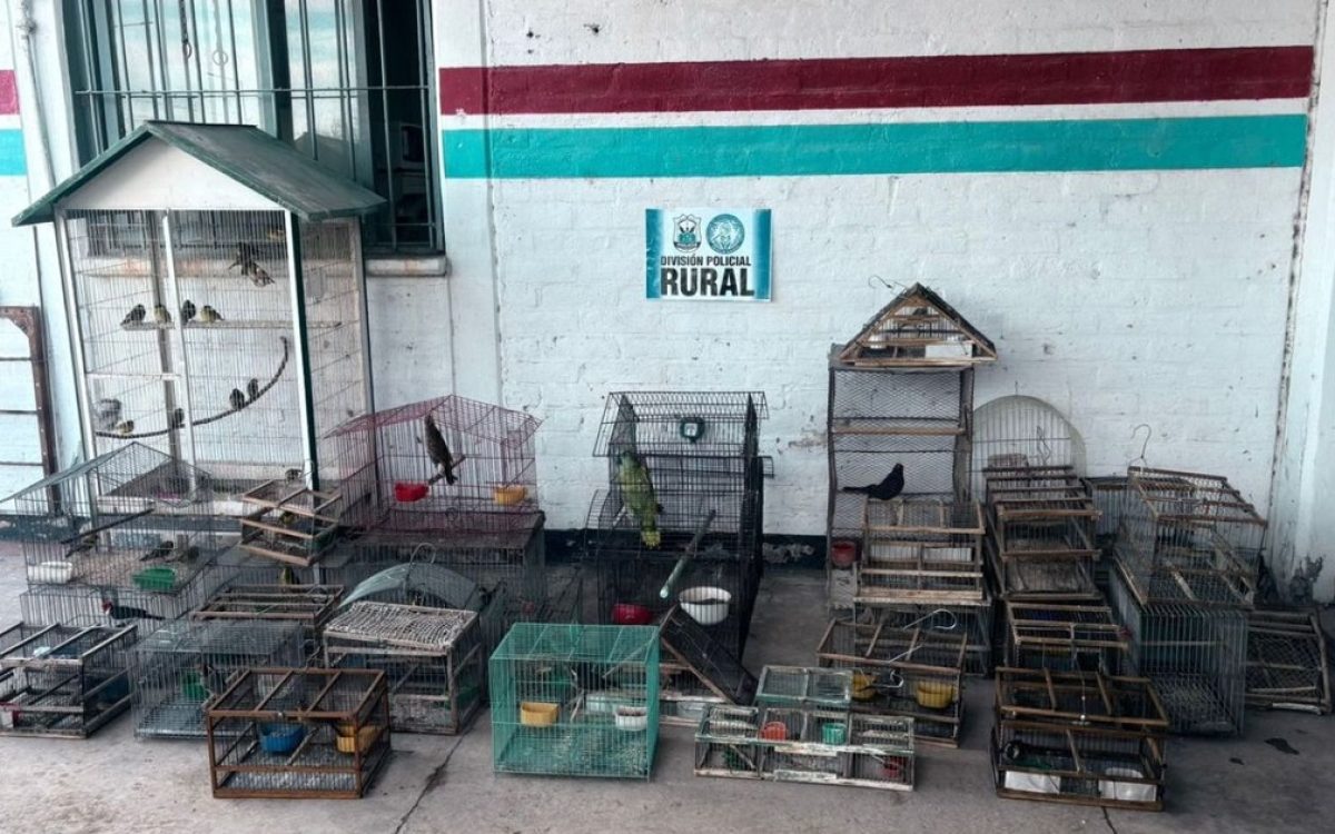 Aves silvestres rescatadas por la Policia Rural durante dos allanamientos en Pocito