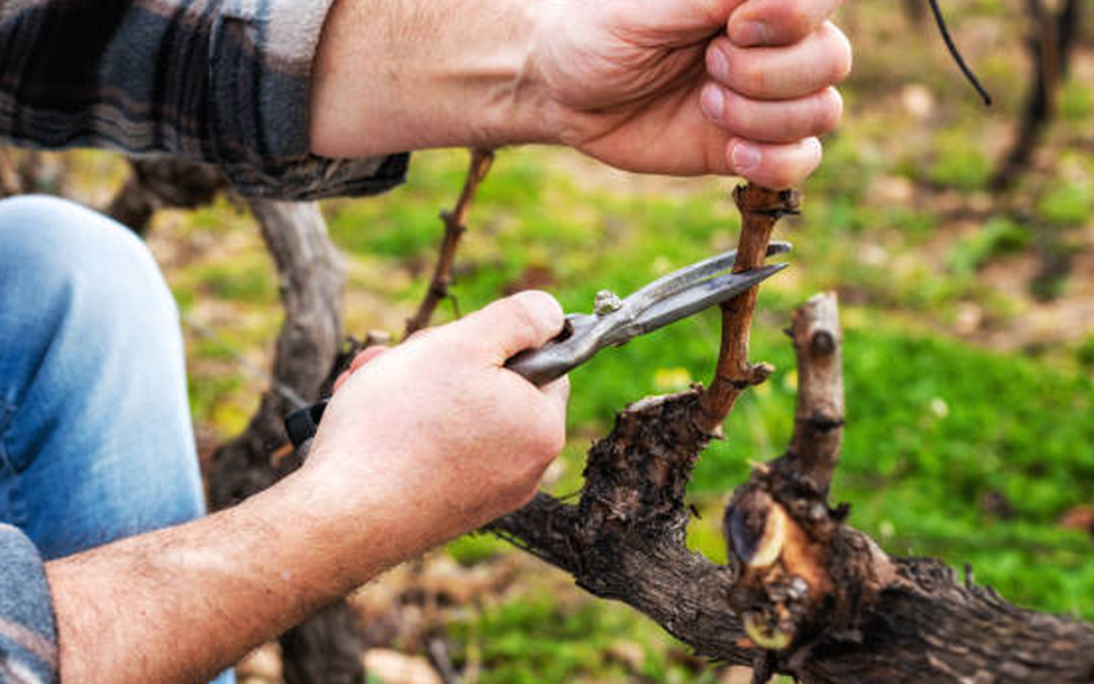 Imagen de una finca sanjuanina usada para informar la nueva linea de creditos para poda