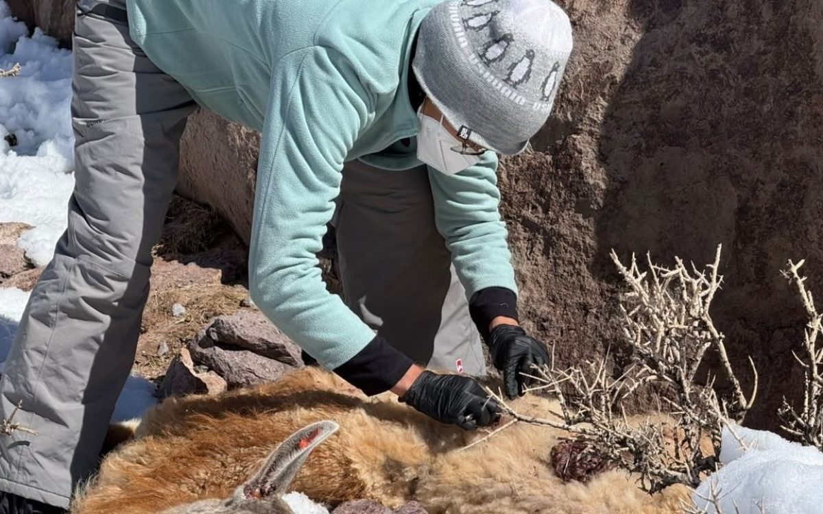 Personal examina un guanaco durante el relevamiento en un sector nevado de la cordillera