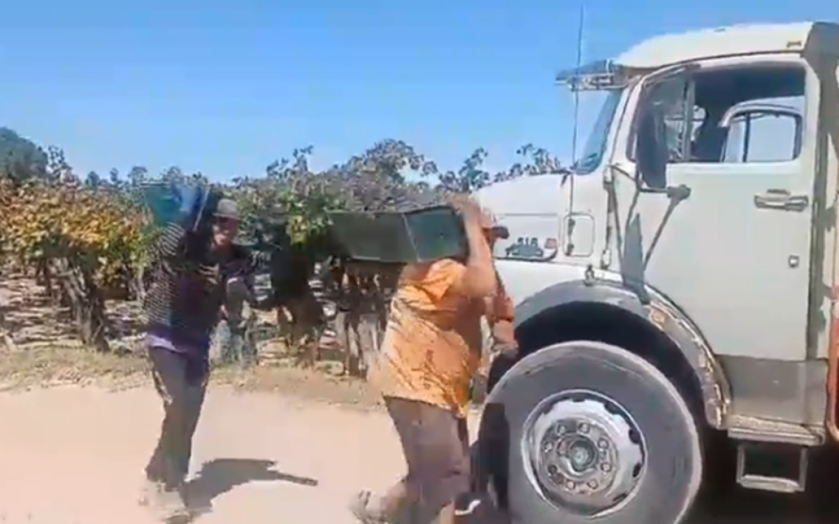 Viñedos sanjuaninos en medio de la discusión por el precio de la uva