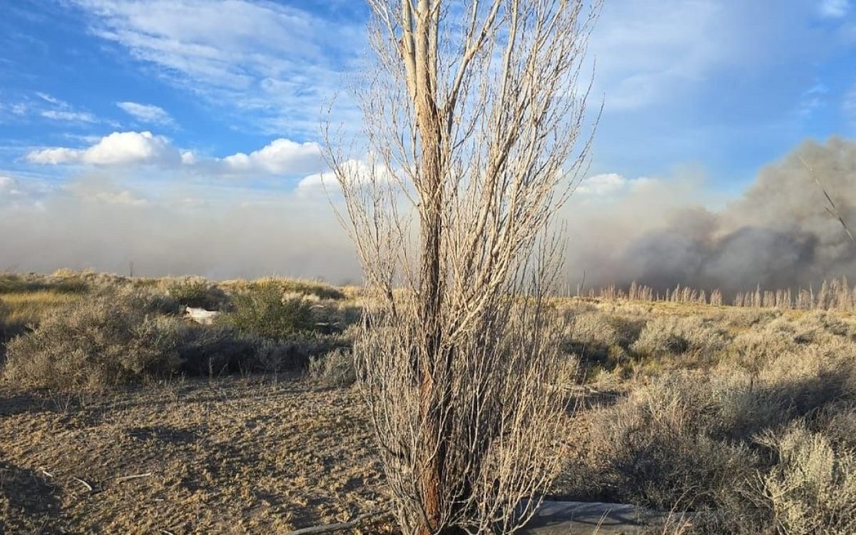 Humo del incendio sobre terrenos y árboles de la estancia Guañizuil, en Iglesia.