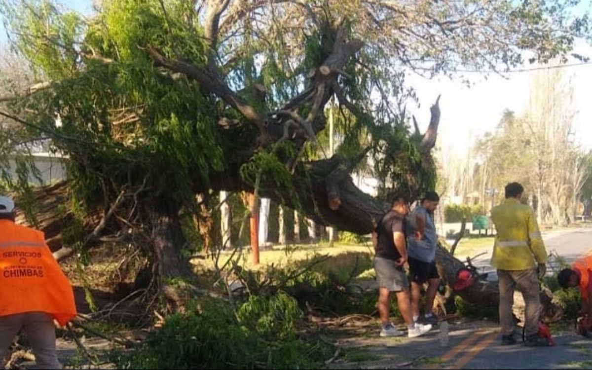 Chimbas trabaja para liberar Av. Benavídez tras la caída de un árbol
