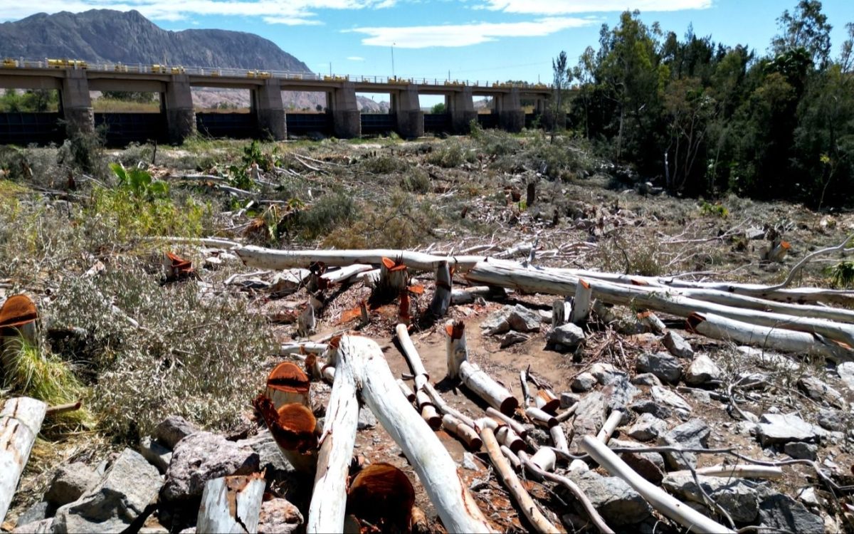Troncos cortados en el cauce del río San Juan, frente a las compuertas del dique.
